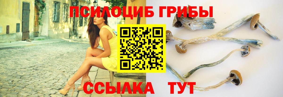 Псилоцибиновые грибы GOLDEN TEACHER  Галлюциногенные грибы Psilocybine cubensis  Вход с VPN  Новозыбков 